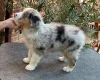 Australian Shepherd Dog