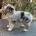 Australian Shepherd Dog