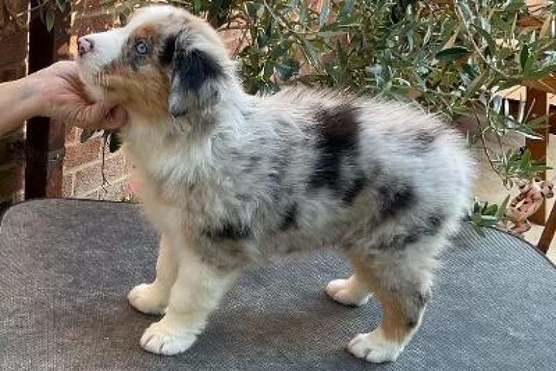 Australian Shepherd Dog