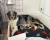 Australian Shepherd Dog