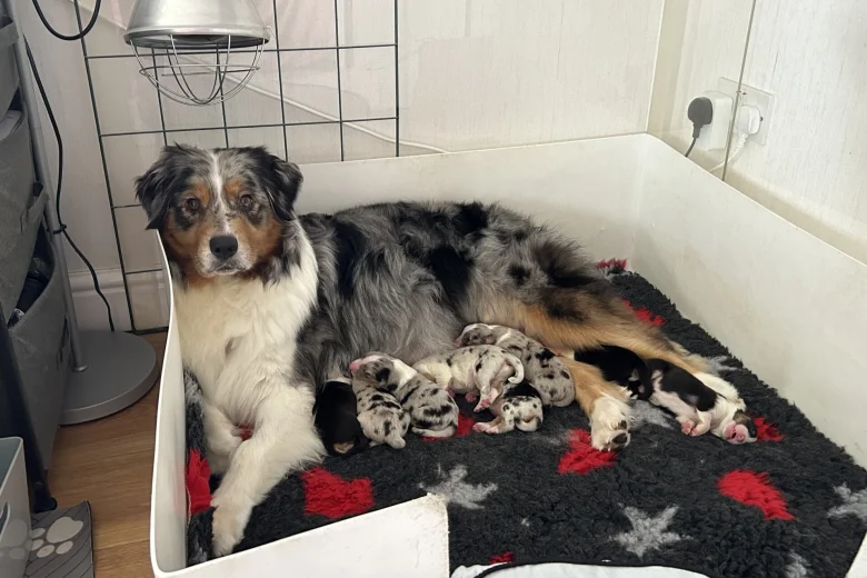 Australian Shepherd Dog