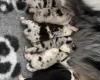Australian Shepherd Dog