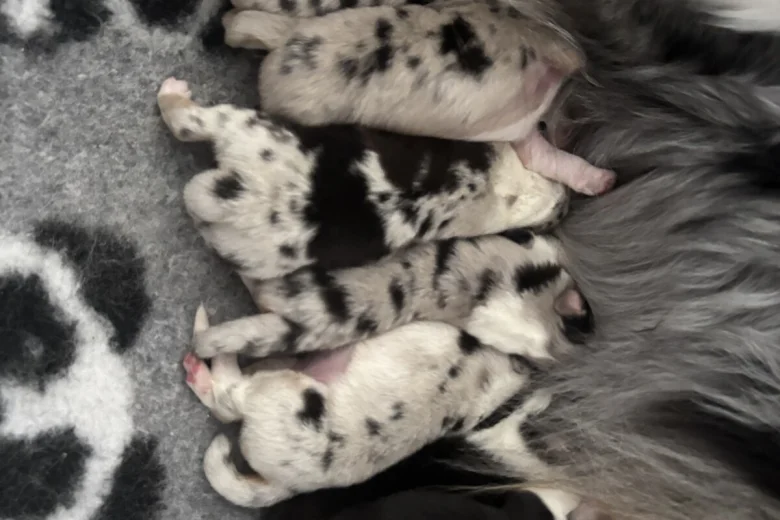 Australian Shepherd Dog
