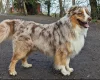 Australian Shepherd Dog