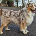 Australian Shepherd Dog