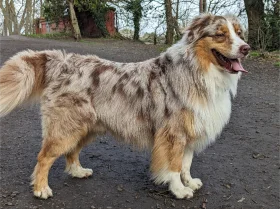 Australian Shepherd Dog