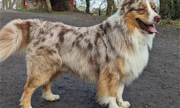 Australian Shepherd Dog