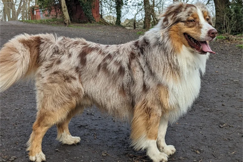 Australian Shepherd Dog