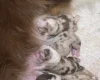 Australian Shepherd Dog