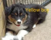 Australian Shepherd Dog