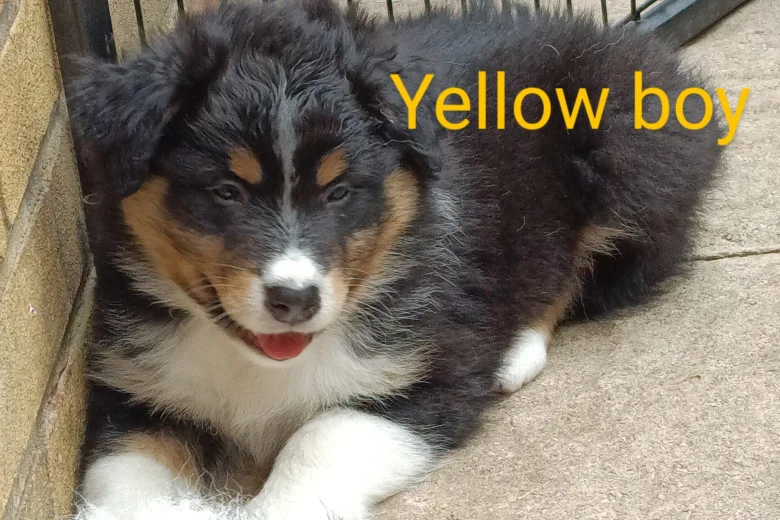 Australian Shepherd Dog