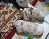 Australian Shepherd Dog
