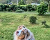 Australian Shepherd Dog