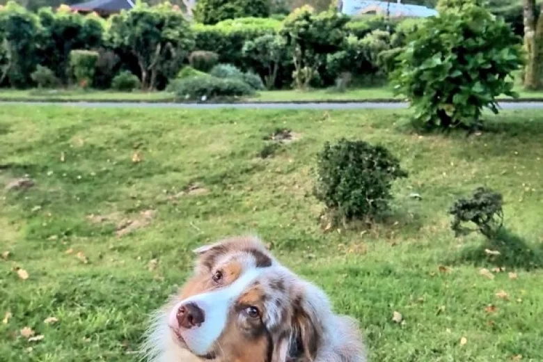Australian Shepherd Dog