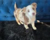 Australian Shepherd Dog