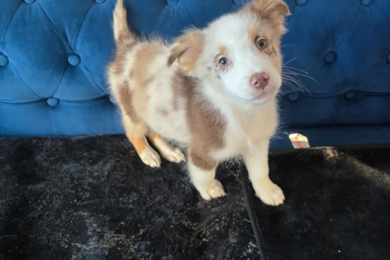 Australian Shepherd Dog