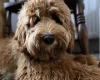 Labradoodle