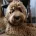 Labradoodle