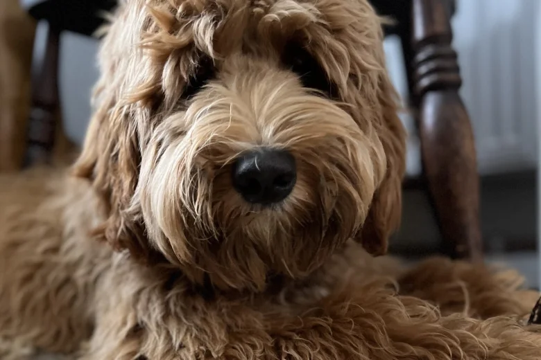 Labradoodle
