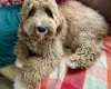 Labradoodle