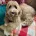 Labradoodle