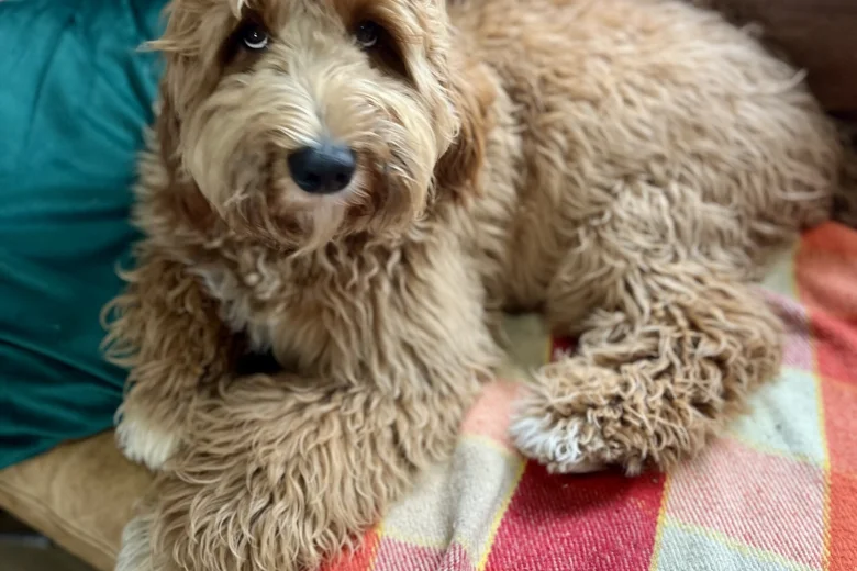 Labradoodle