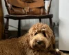 Labradoodle