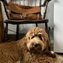 Labradoodle