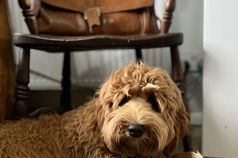 Labradoodle