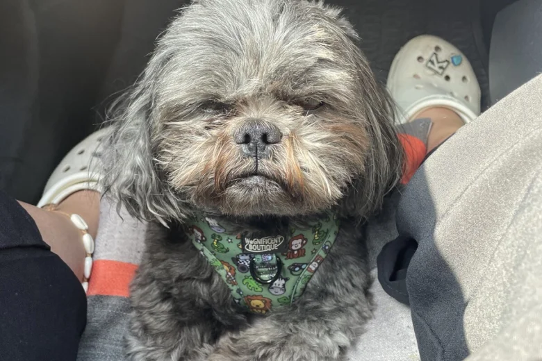 Shih Tzu