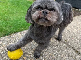 Shih Tzu