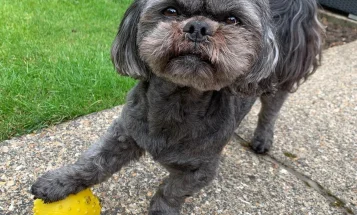 Shih Tzu
