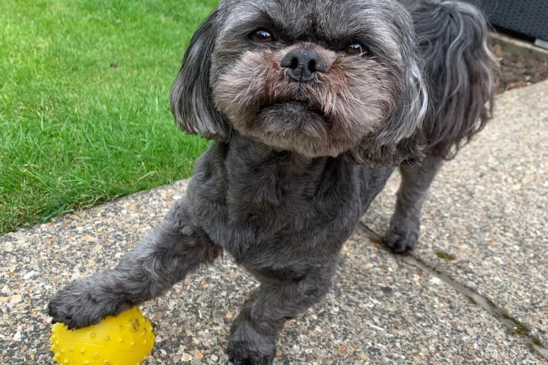 Shih Tzu
