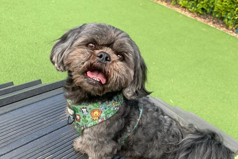Shih Tzu