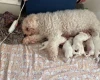 Cavapoo