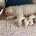 Cavapoo