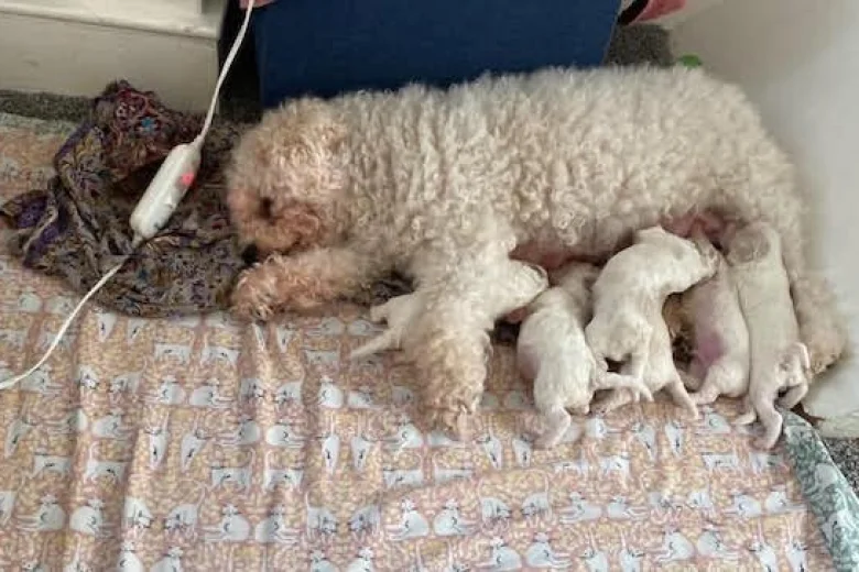 Cavapoo