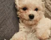 Cavapoo