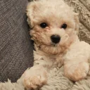 Cavapoo