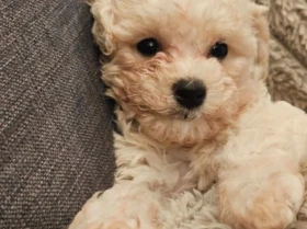 Cavapoo