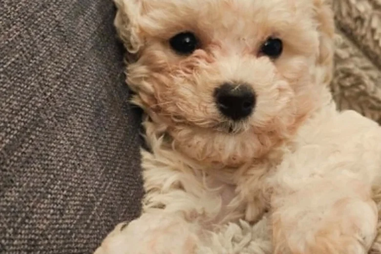 Cavapoo
