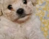 Cavapoo