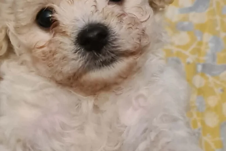 Cavapoo