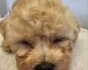 Cavapoo