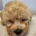 Cavapoo