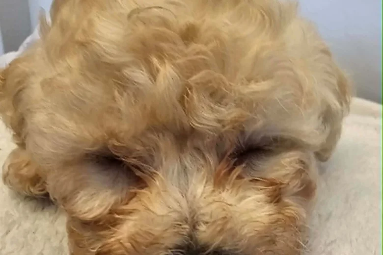 Cavapoo