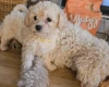 Cavapoo