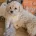Cavapoo