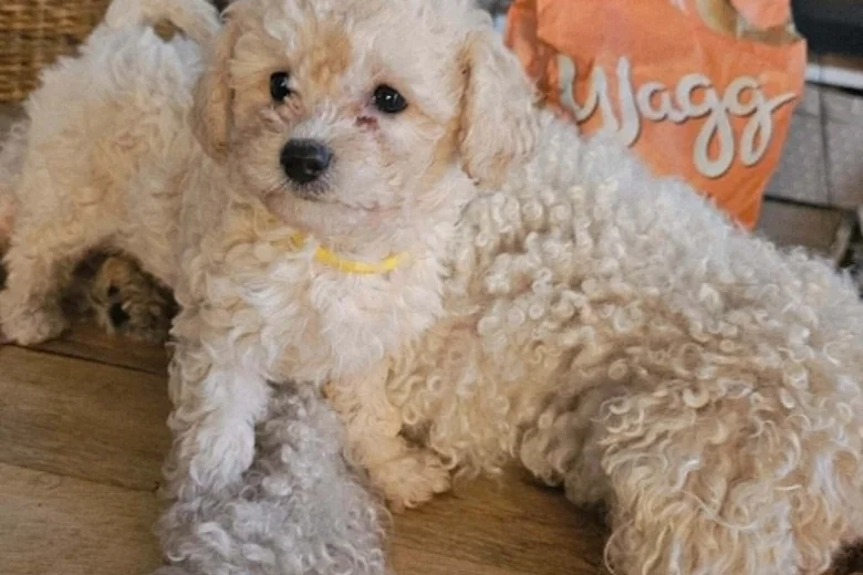 Cavapoo