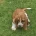 Basset Hound